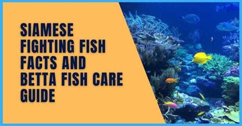 Betta Fish Guide: Siamese Fighting Fish Facts & Care.